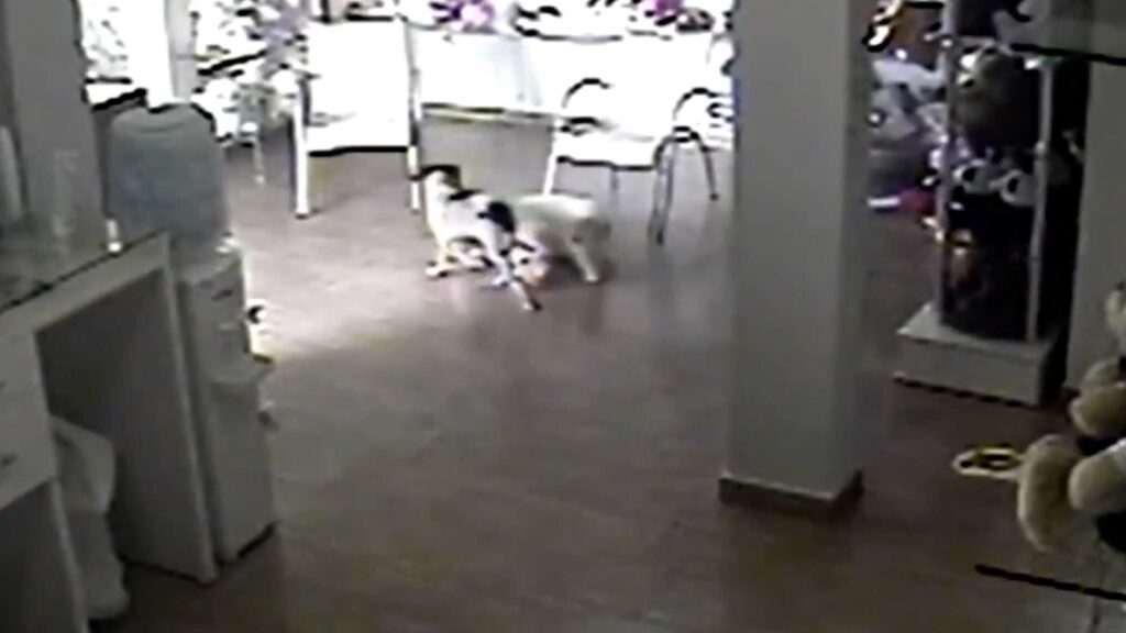 Stray dog, Pacato, drags a plush toy from a store in Tabatinga, in Sao Paulo, Brazil, on Monday, Sept. 26, 2022. Pacato tried to steal the toy. (Newsflash)