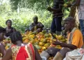 Cocoa farmers dissatisfied with 58.26% price increase