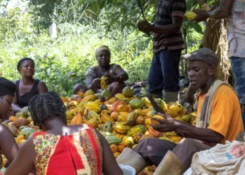 Cocoa farmers dissatisfied with 58.26% price increase 