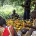 Cocoa farmers dissatisfied with 58.26% price increase