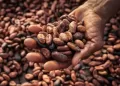 Ghana’s cocoa farmers lament low earnings amid high prices