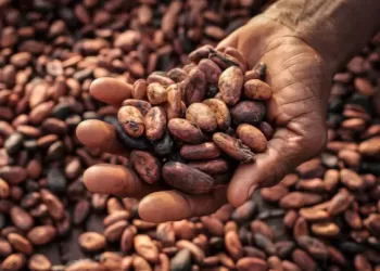 Ghana’s cocoa farmers lament low earnings amid high prices
