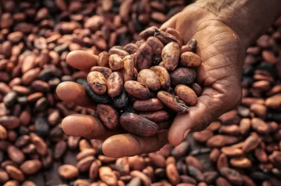 Ghana’s cocoa farmers lament low earnings amid high prices