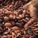 Ghana’s cocoa farmers lament low earnings amid high prices