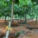 Over 100,000 acres of Cocoa farms destroyed by illegal mining – Farmers Association