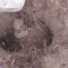 One of the desecrated graves